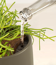 Load image into Gallery viewer, Olive stand:all