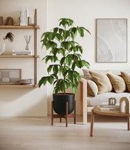 Load image into Gallery viewer, Stone Black stand:walnut