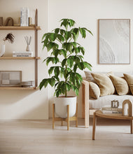 Load image into Gallery viewer, Natural Bamboo stand:bamboo