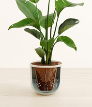 Load image into Gallery viewer, Natural Bamboo stand:all