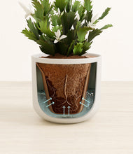 Load image into Gallery viewer, Natural Bamboo