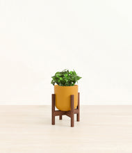 Load image into Gallery viewer, Sunset Orange stand:walnut