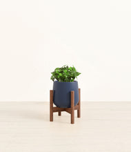 Load image into Gallery viewer, Deep Navy stand:walnut