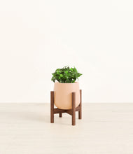 Load image into Gallery viewer, Gentle Pink stand:walnut