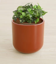 Load image into Gallery viewer, Earth Red stand:all