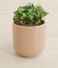 Load image into Gallery viewer, Glossy Pink stand:all