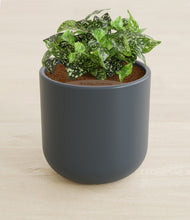 Load image into Gallery viewer, Iron Gray stand:all