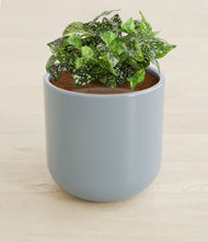 Load image into Gallery viewer, Misty Blue stand:all