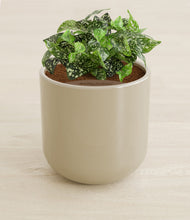 Load image into Gallery viewer, Sage Green stand:all