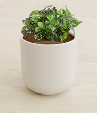 Load image into Gallery viewer, Cotton White stand:all