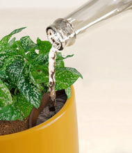 Load image into Gallery viewer, Mustard stand:all