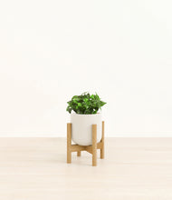 Load image into Gallery viewer, Cotton White stand:bamboo