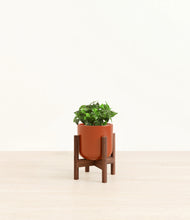 Load image into Gallery viewer, Glossy Red stand:walnut