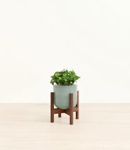 Load image into Gallery viewer, Reactive Aqua stand:walnut