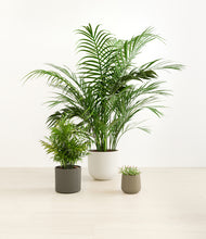 Load image into Gallery viewer, Woodland