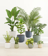 Load image into Gallery viewer, Earthy*****Profile