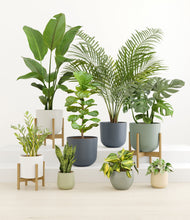 Load image into Gallery viewer, -