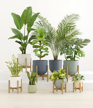 Load image into Gallery viewer, -