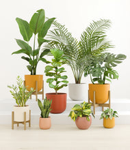 Load image into Gallery viewer, -