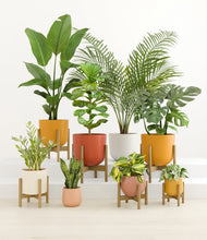 Load image into Gallery viewer, -