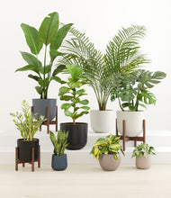 Load image into Gallery viewer, Mountain Top stand:three_stands