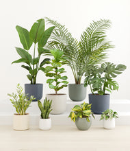 Load image into Gallery viewer, Soft Stone*****Profile