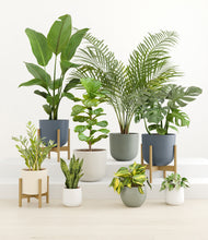 Load image into Gallery viewer, -