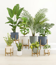 Load image into Gallery viewer, -