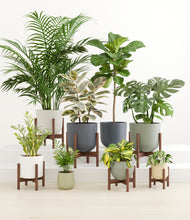 Load image into Gallery viewer, Earthy stand:six_stands