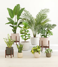 Load image into Gallery viewer, Woodland stand:three_stands