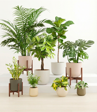 Load image into Gallery viewer, Woodland stand:three_stands