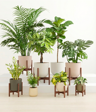 Load image into Gallery viewer, Woodland stand:six_stands