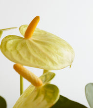 Load image into Gallery viewer, ALL