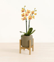 Load image into Gallery viewer, Olive stand:bamboo