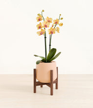 Load image into Gallery viewer, Gentle Pink stand:walnut