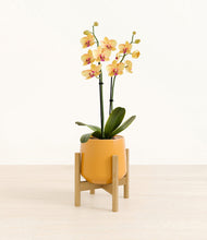 Load image into Gallery viewer, Mustard stand:bamboo