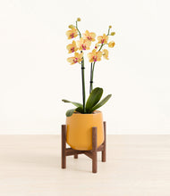 Load image into Gallery viewer, Mustard stand:walnut
