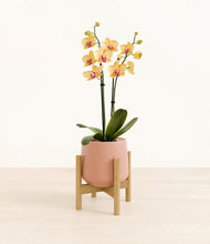 Load image into Gallery viewer, Calm Rose stand:bamboo