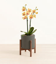 Load image into Gallery viewer, Dark Olive stand:walnut