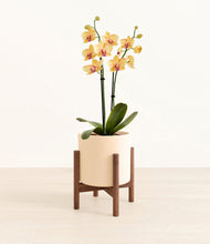 Load image into Gallery viewer, Cream stand:walnut