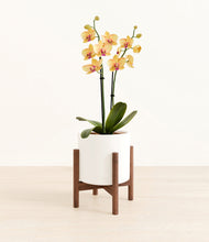 Load image into Gallery viewer, White stand:walnut