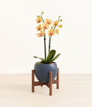 Load image into Gallery viewer, Deep Navy stand:walnut