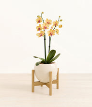 Load image into Gallery viewer, Shiny EggWhite stand:bamboo