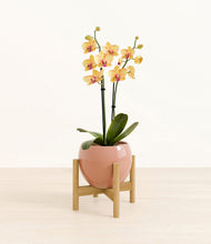 Load image into Gallery viewer, Calm Rose stand:bamboo