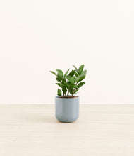 Load image into Gallery viewer, Misty Blue*****Profile