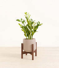 Load image into Gallery viewer, Eternal Gray stand:walnut