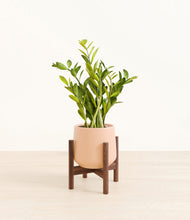 Load image into Gallery viewer, Gentle Pink stand:walnut