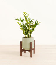 Load image into Gallery viewer, Turquoise stand:walnut