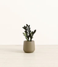 Load image into Gallery viewer, Olive*****Profile