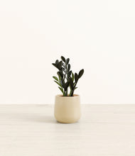 Load image into Gallery viewer, Almond Green*****Profile